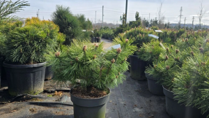 IMG_20260413_105424