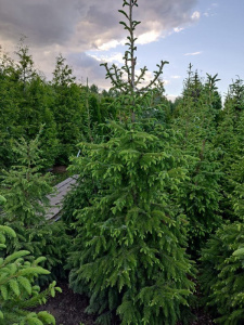 el-serbskaja-picea-omorika