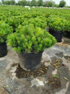 sosna-gornaja-mughus-mugus