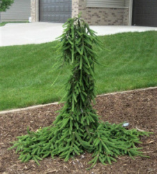 1321_picea-abies-fro